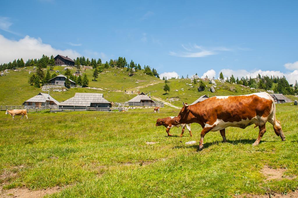 Chalet Tisa Velika Planina Stahovica Værelse billede