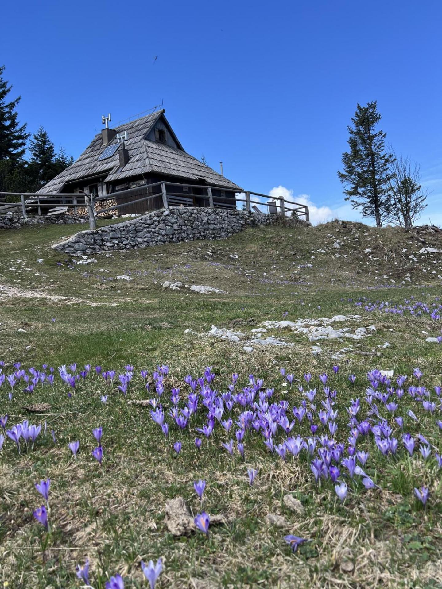 Chalet Tisa Velika Planina Stahovica Eksteriør billede
